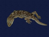 藏品(鉛山壁虎)的圖片